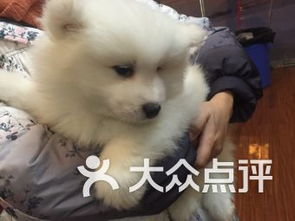 成都雙楠寵物服務(wù) 關(guān)愛寵物，呵護家庭伙伴